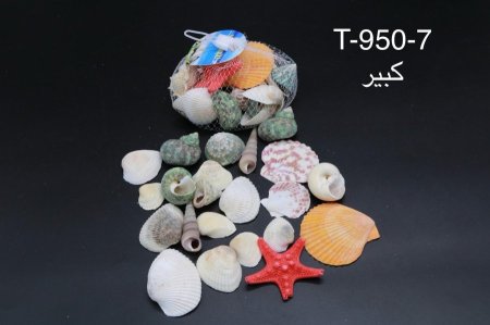 بكيت صدف بحر مشكل كبير  لتزين